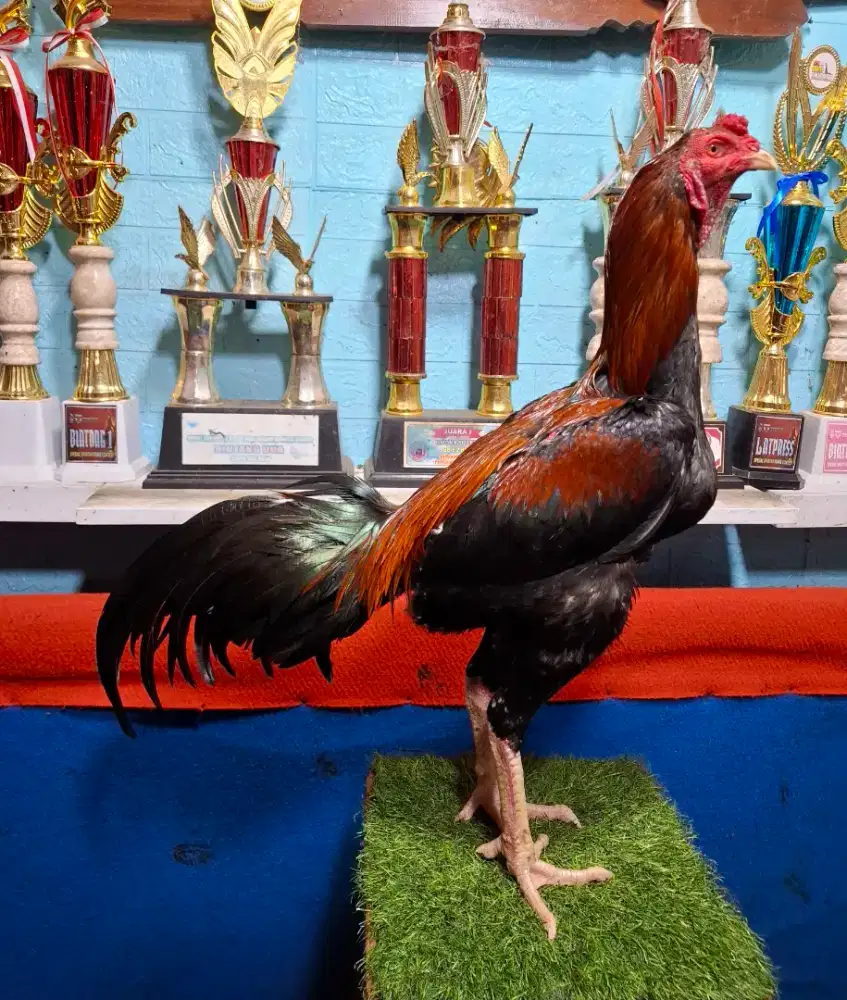 AYAM PAKHOY AYAM PAMA AYAM BANGKOK AYAM MANGON