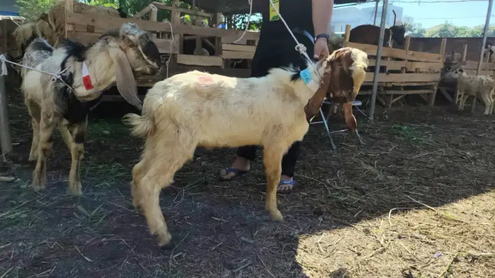 Jual domba qurban sehat bandung