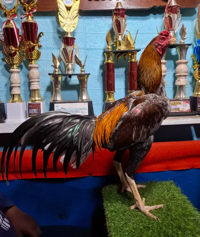 AYAM PAKHOY AYAM PAMA AYAM BANGKOK AYAM MANGON