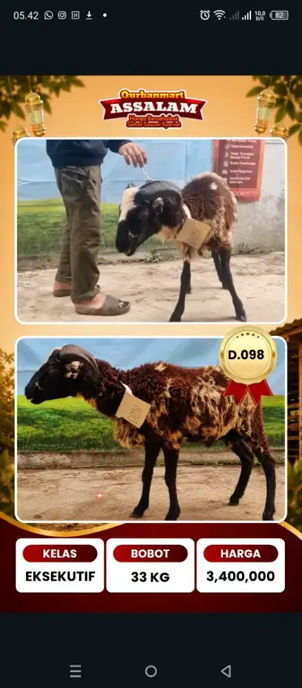Domba Qurban 2026 Bandung, siap antar Gratis