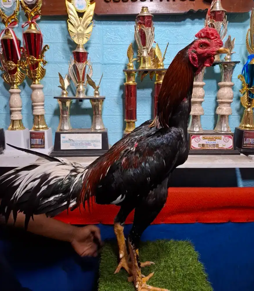 AYAM PAKHOY AYAM PAMA AYAM BANGKOK AYAM MANGON