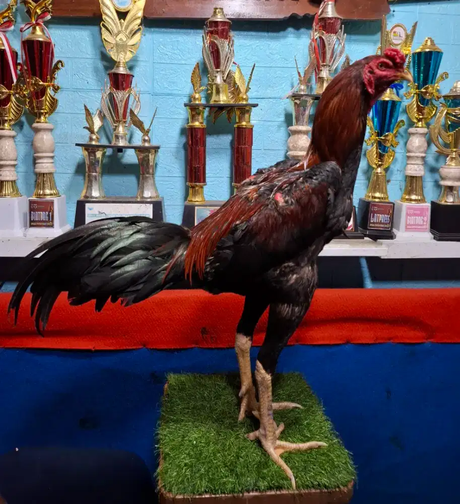 AYAM PAKHOY AYAM PAMA AYAM BANGKOK AYAM MANGON