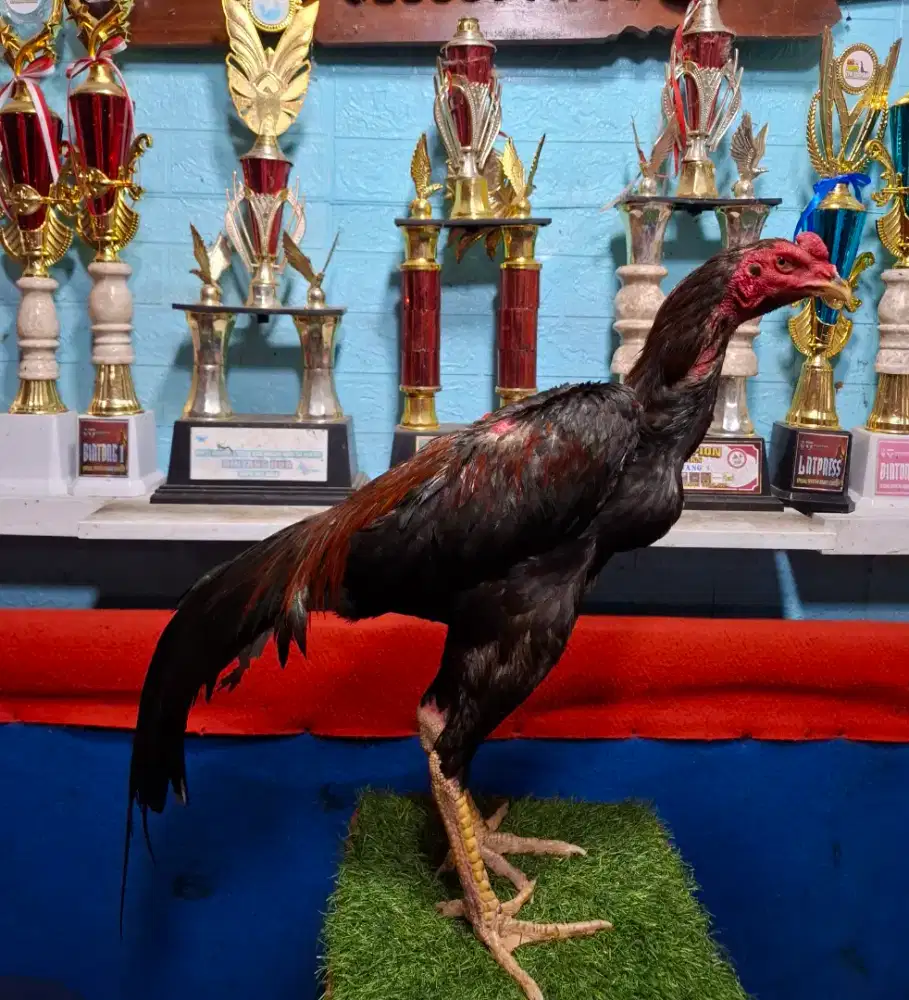AYAM PAKHOY AYAM PAMA AYAM BANGKOK AYAM MANGON