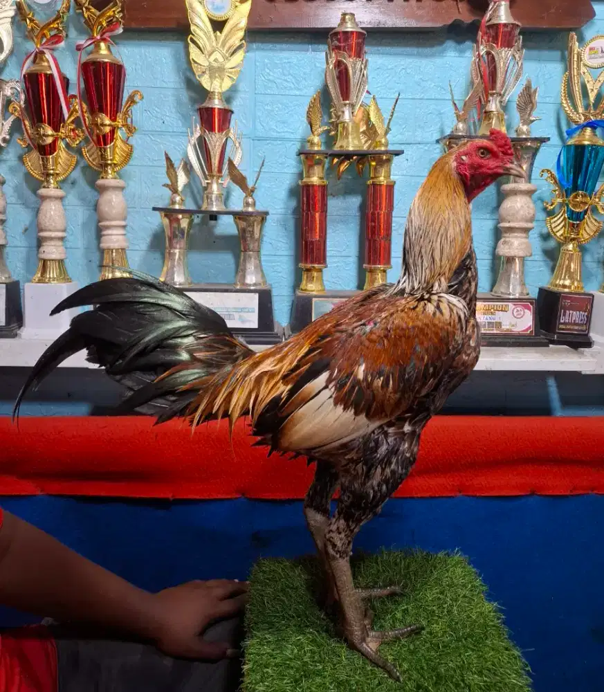 AYAM PAKHOY AYAM PAMA AYAM BANGKOK AYAM MANGON