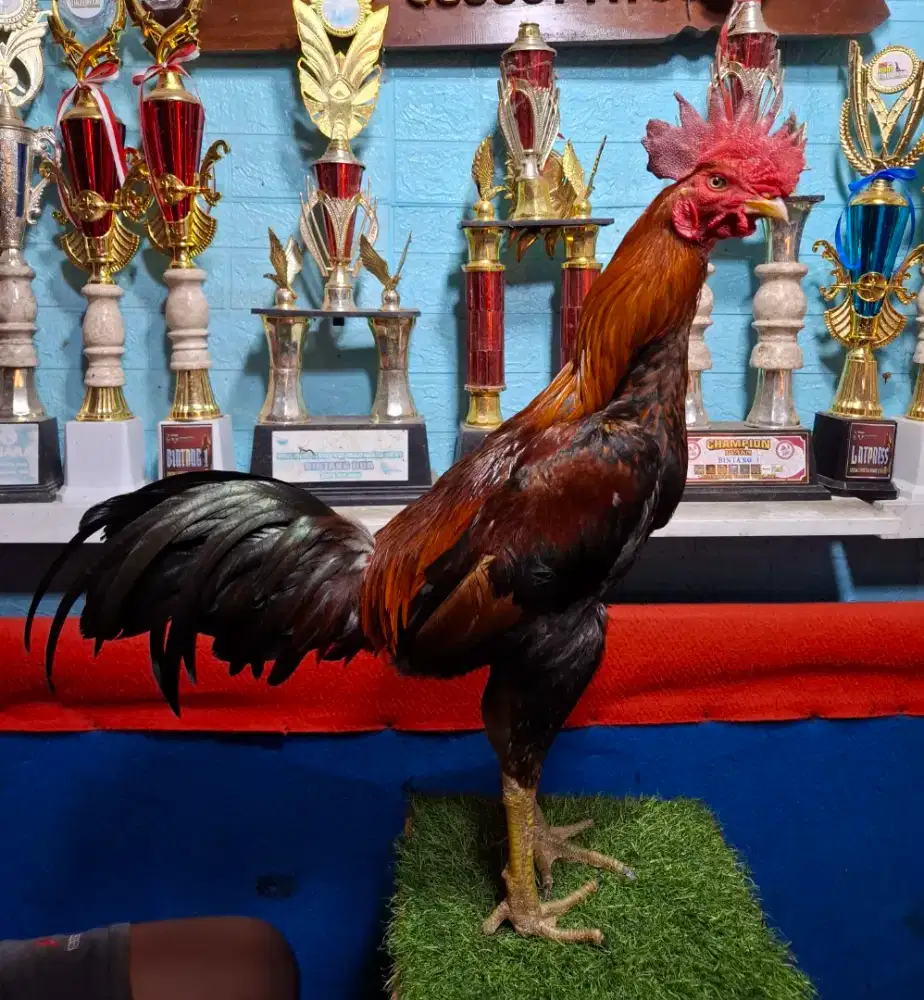 AYAM PAKHOY AYAM PAMA AYAM BANGKOK AYAM MANGON