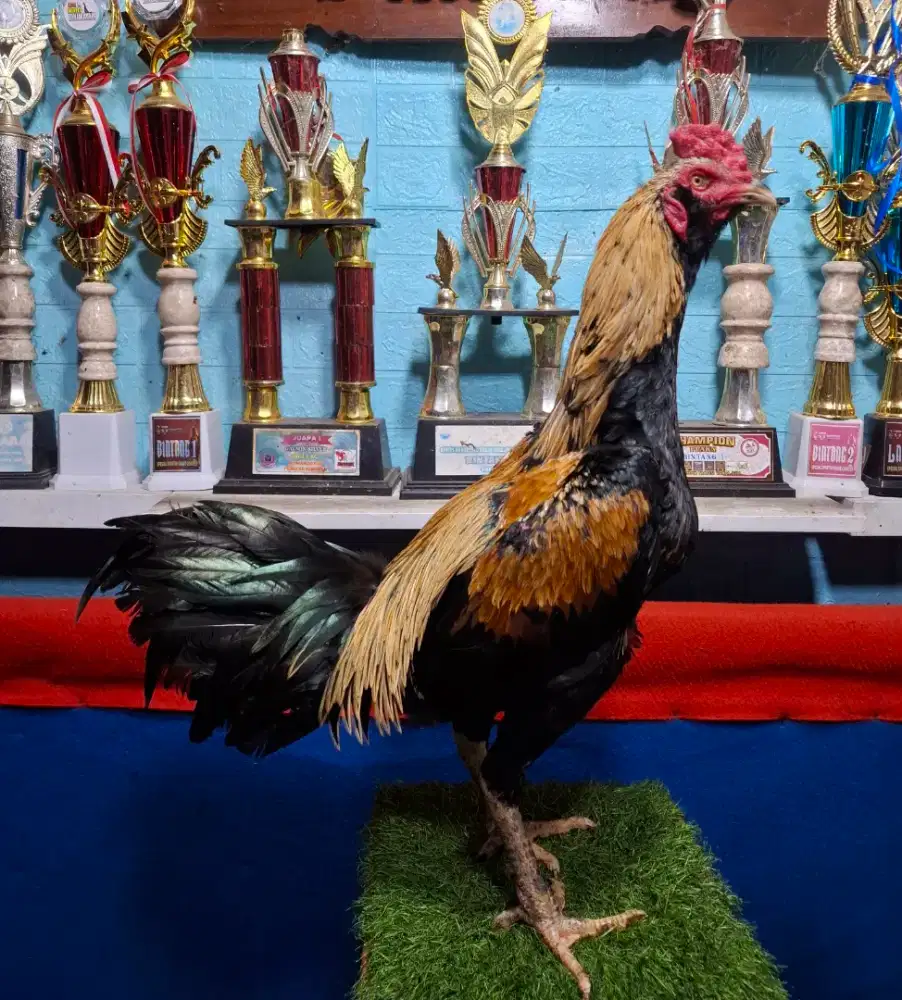 AYAM PAKHOY AYAM PAMA AYAM BANGKOK AYAM MANGON
