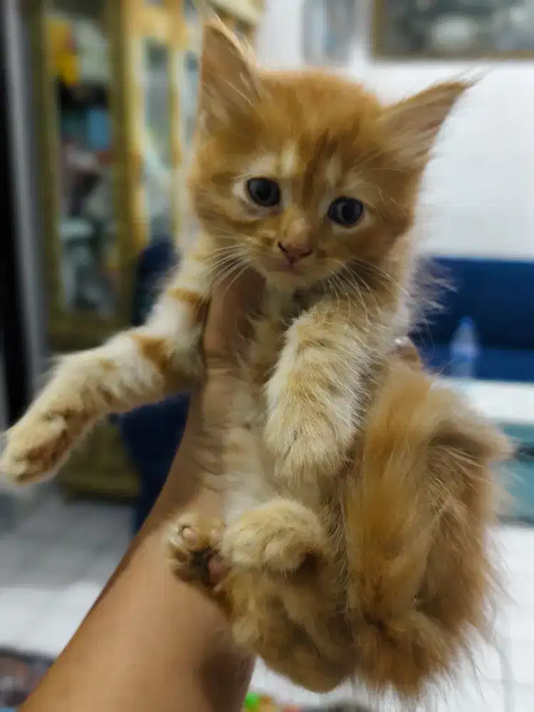 Kucing persia jantan betina mix MC