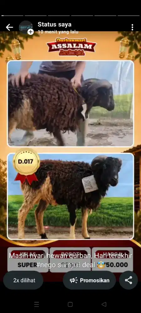 Domba sehat murah diskon