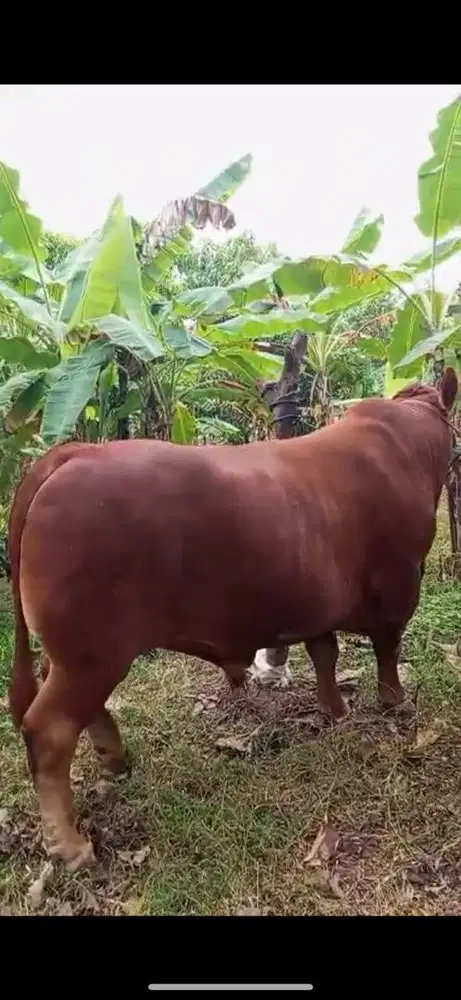 SAPI QURBAN | SAPI KURBAN