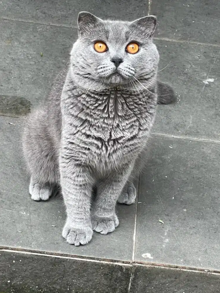 JASA Pacak kucing BSH proven british shorthair Lokasi BSD Foresta