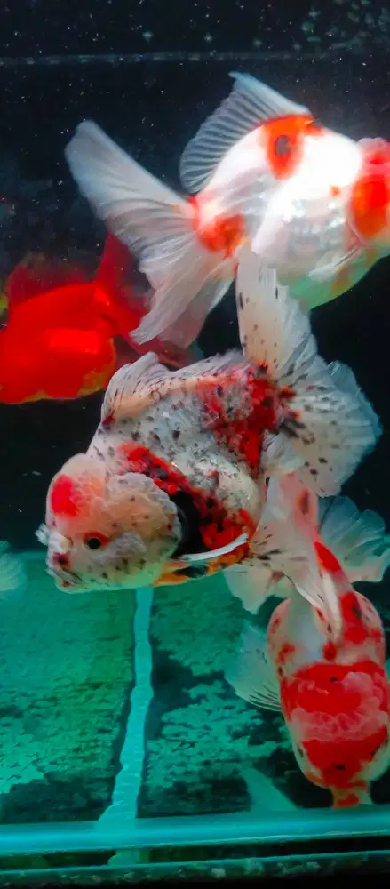 Ikan Mas Koki Fullsett