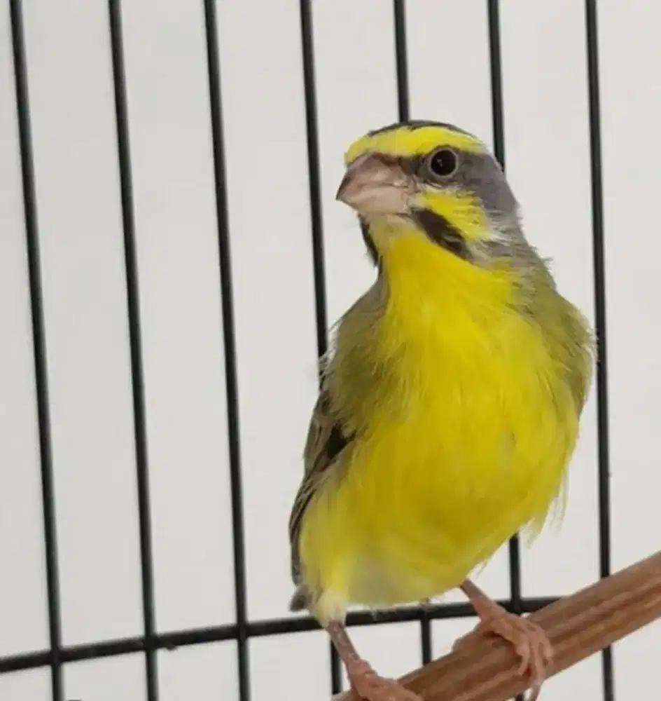 Cari burung mozambik jantan
