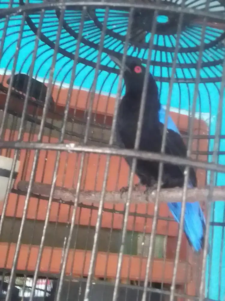 Cuca biru sudah jadi gacor