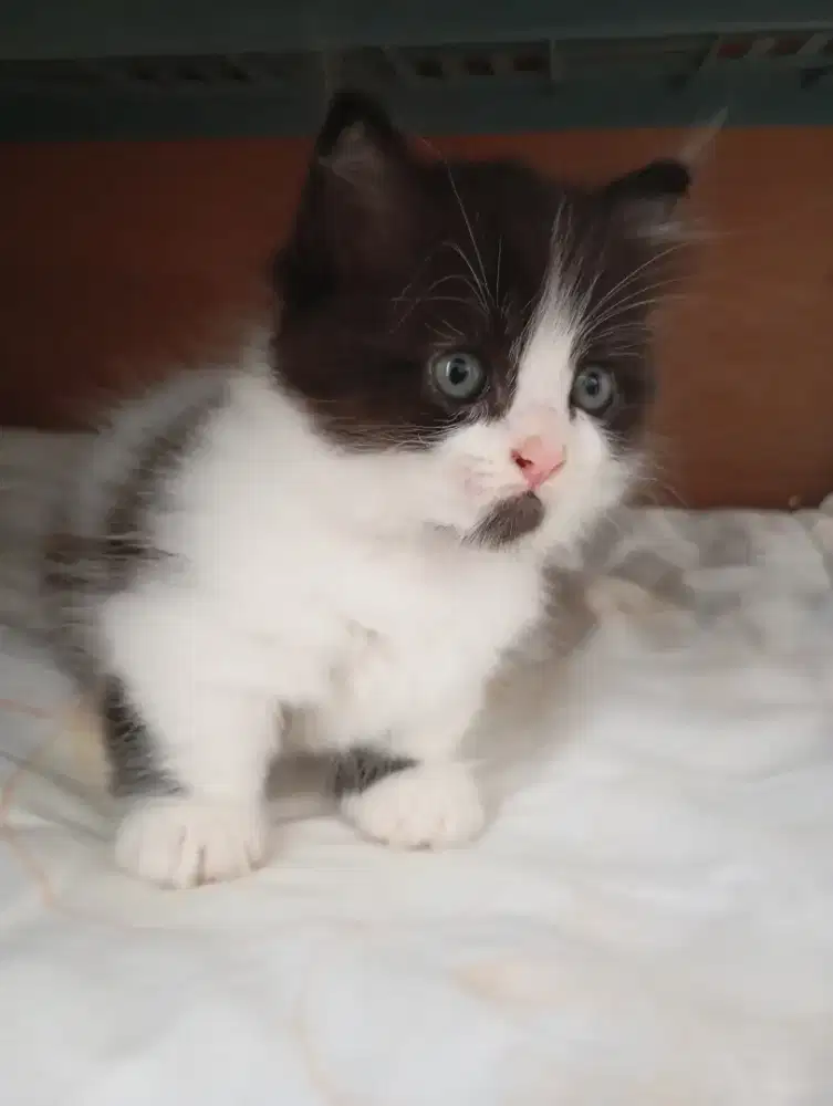 Munchkin kitten jantan