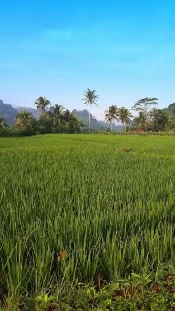 Di Jual Lahan Sawah