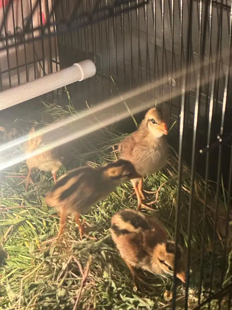 Ayam hutan hijau