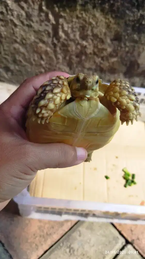 Kura Darat Sulcata