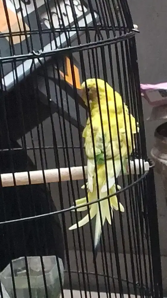 Burung parkit langka
