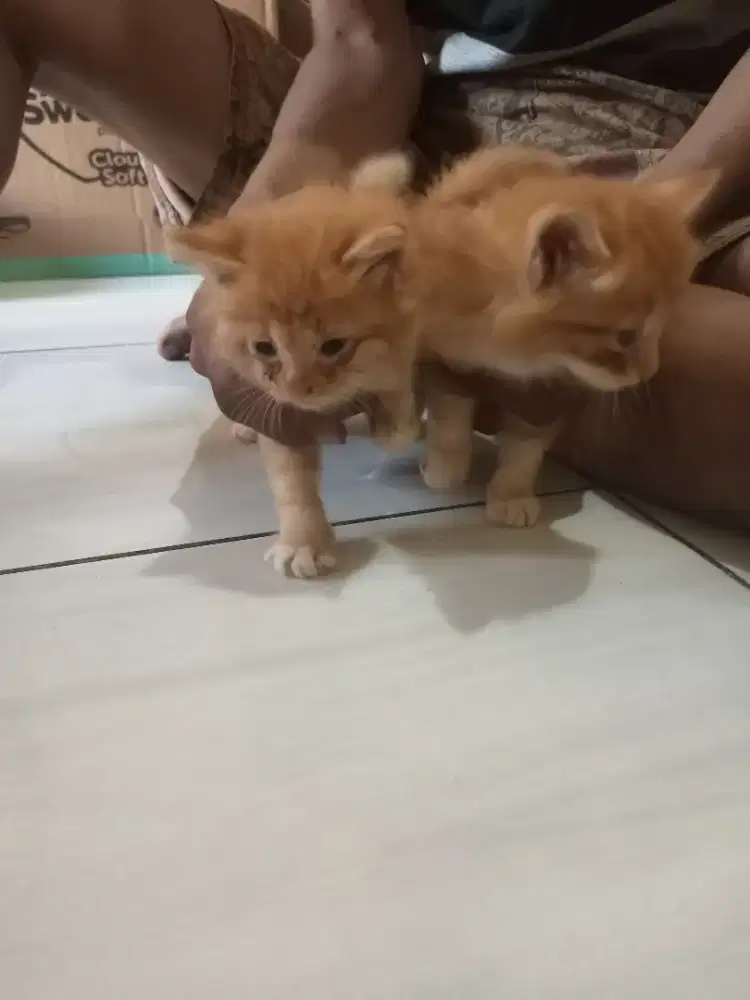 Kitten Persia murah