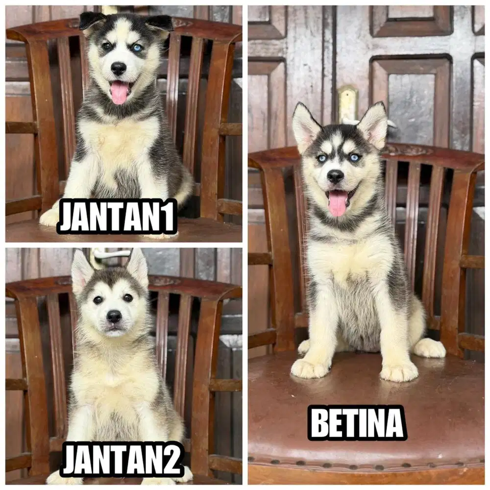 Siberian Husky 1,5bln Stb Vaksin. Super bigbone