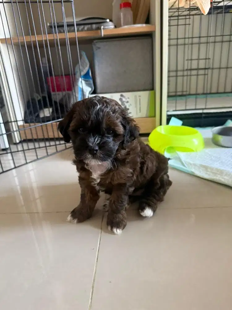Anjing / anak anjing Shih Poo super quality
