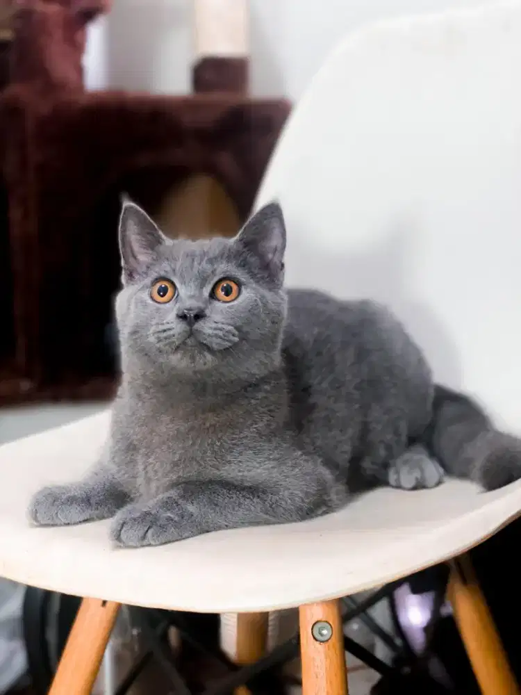 BSH British Short Hair