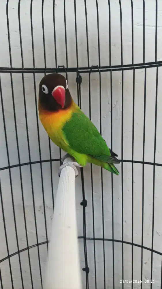 Lovebird jantan dewasa fighter rajin ngekek lumayan panjang