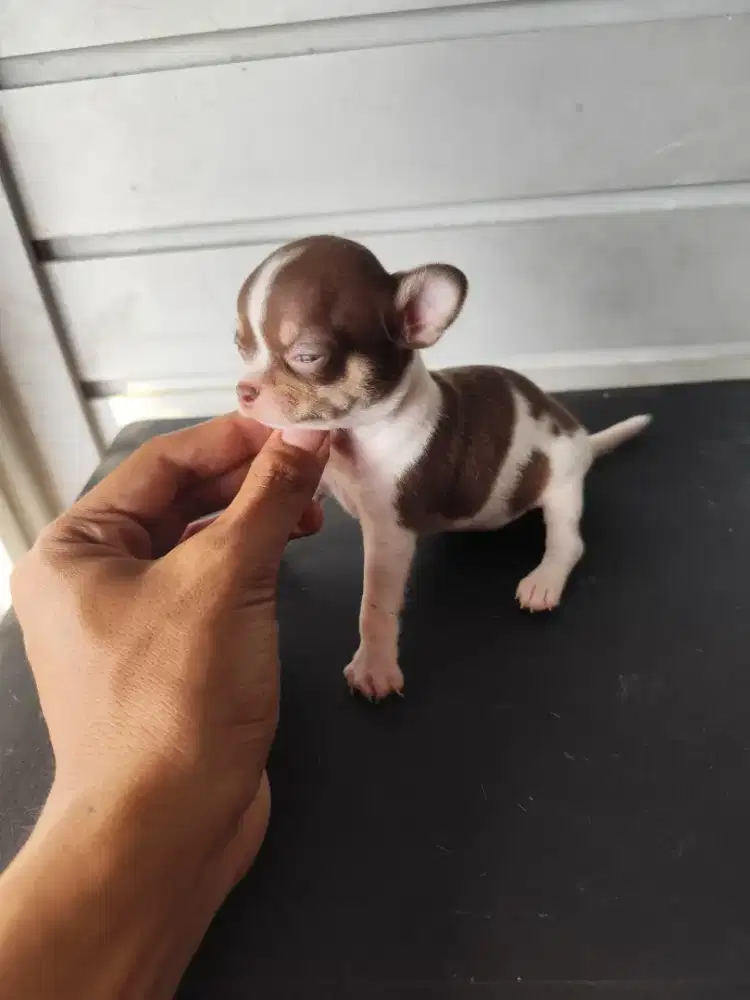 Anakan chihuahua jantan