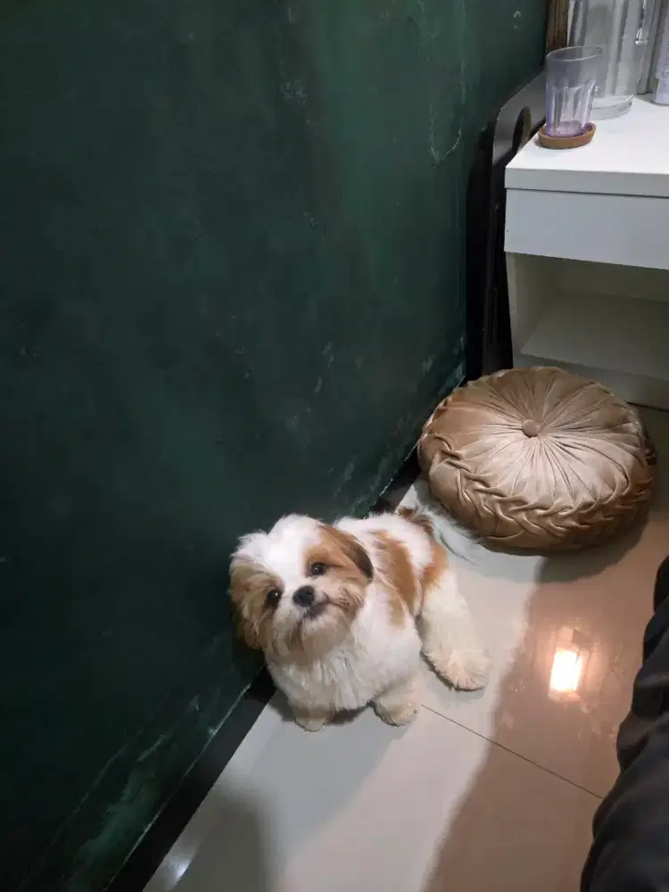 Lepas adopt karna mau pindah