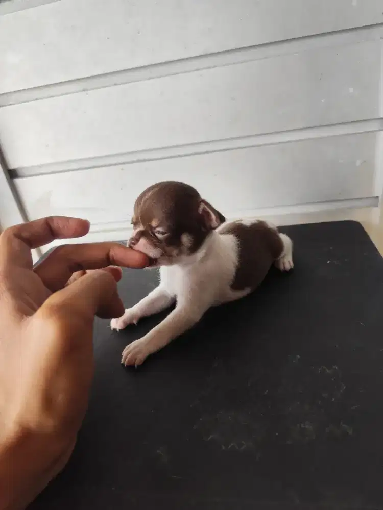 Anakan chihuahua jantan