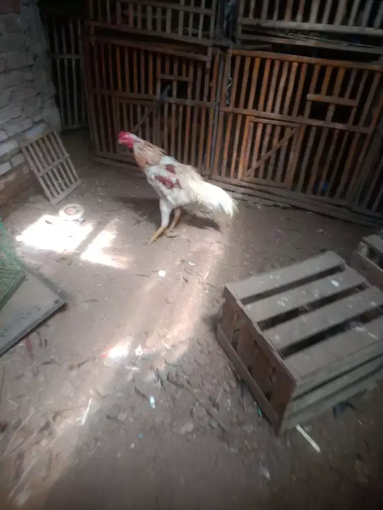 Ayam  plucker aseel pukul ko win 3 x Vidio ada murah ada minus