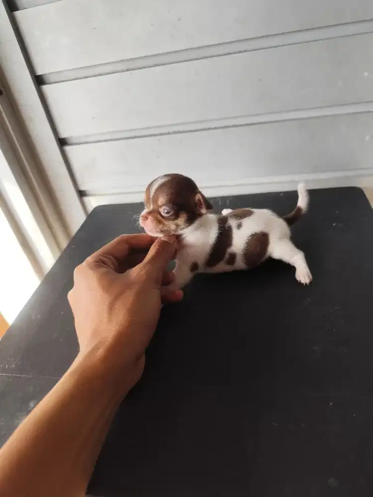 Anakan chihuahua jantan