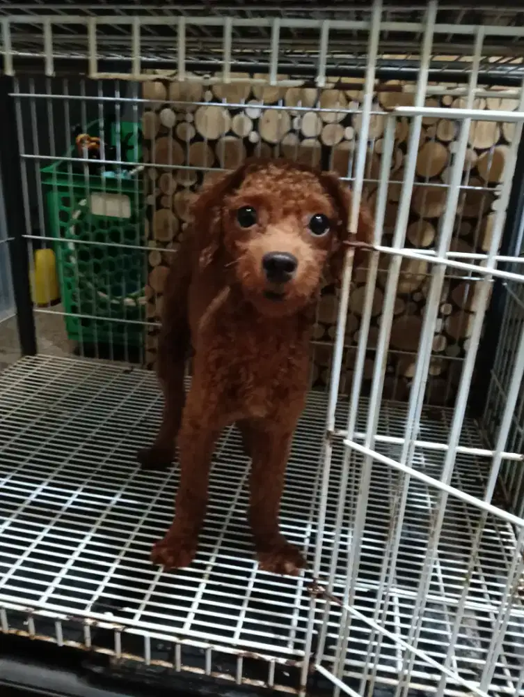 Open adopt anjing pudel jantan dan betina