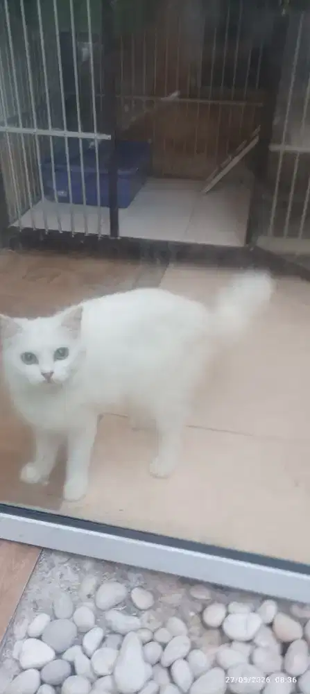 Kucing Persia Medium Long Hair