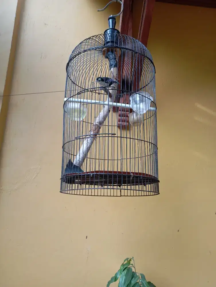Burung Rambatan Doraemon