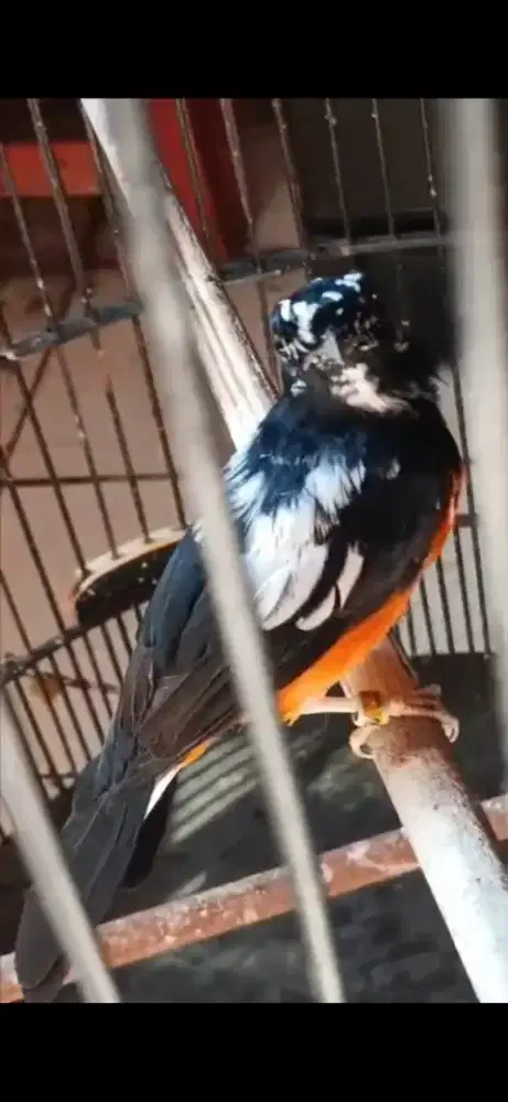 Murai jantan blorok extreme