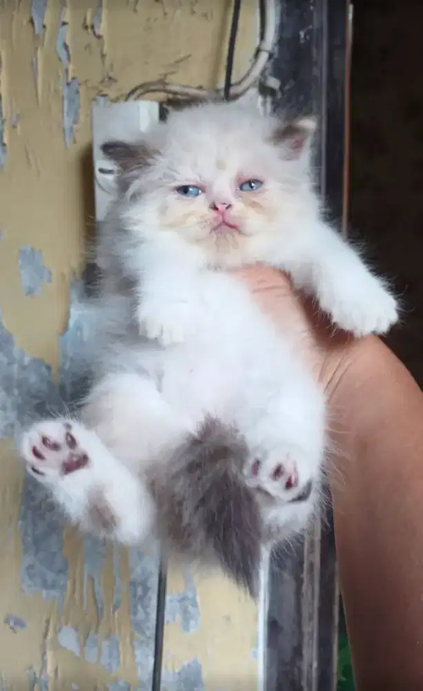 Lepas adopsi persia usia 2 bulan betina