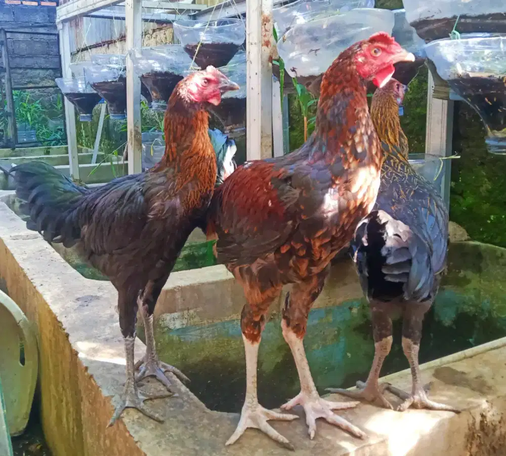 AYAM PELUNG TRAH JUARA