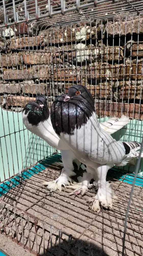 Merpati Hias Hana Pouter