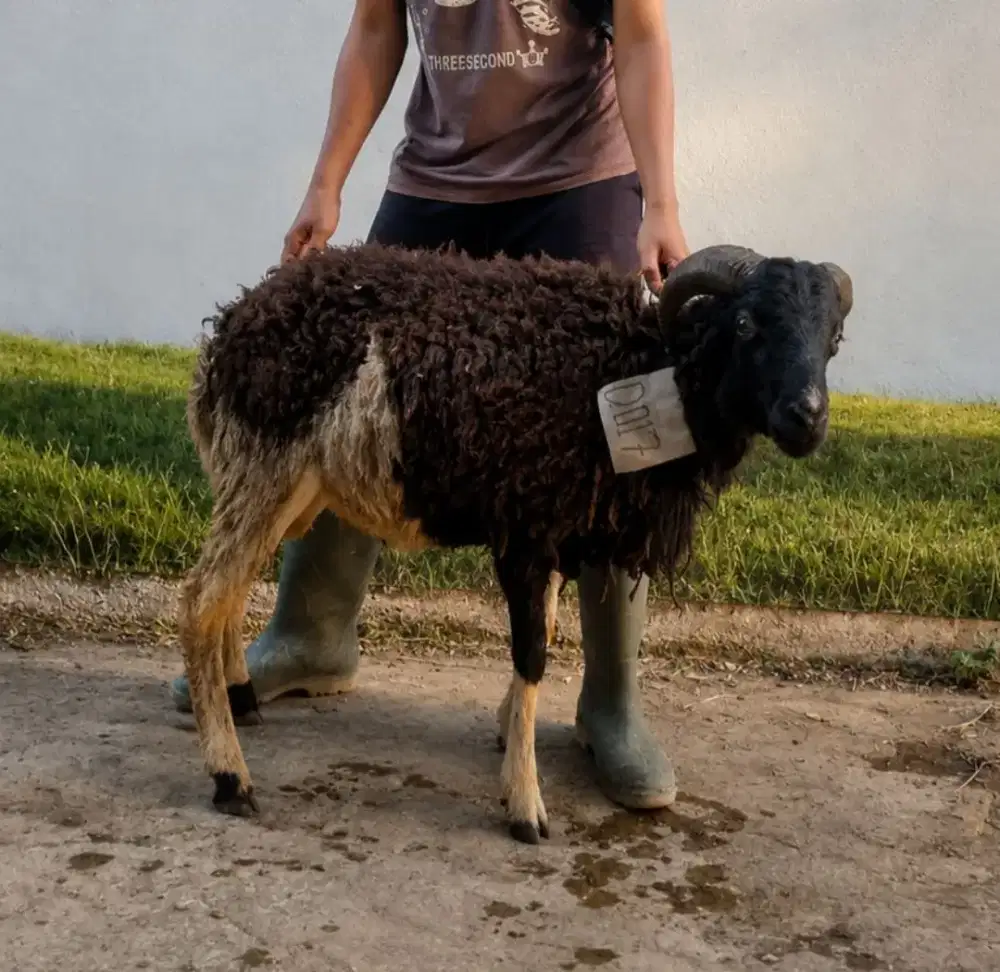 Promo Qurban Akhir Waktu – Sapi & Kambing Murah Berkualitas