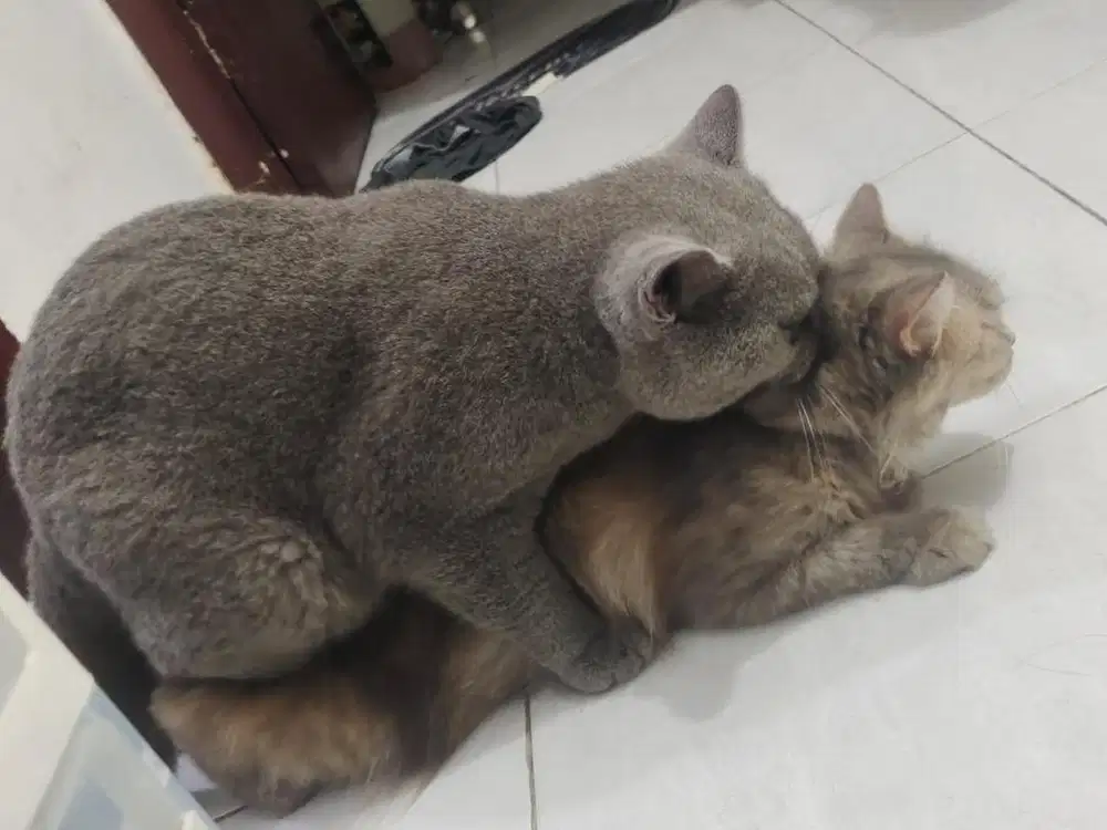 Perawatan Hewan peliharaan