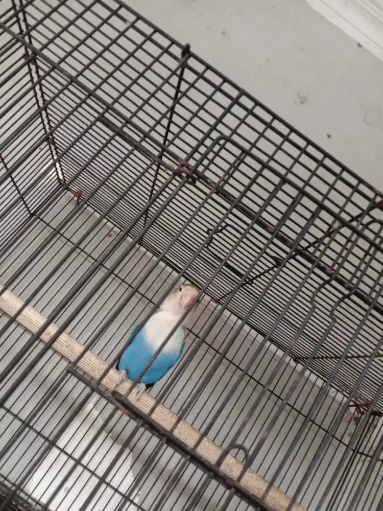 Jual cepat Lovebird+Kandang