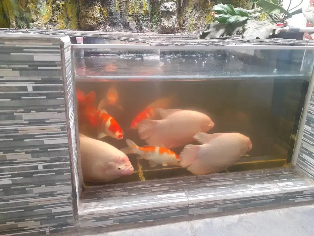 jual ikan hias gurame padang