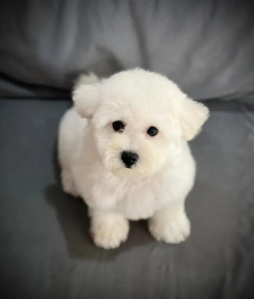 Bichon frise betina