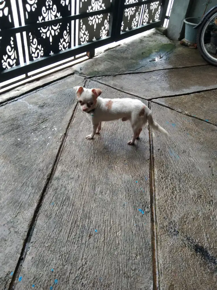 Doggy cihua Hua mini