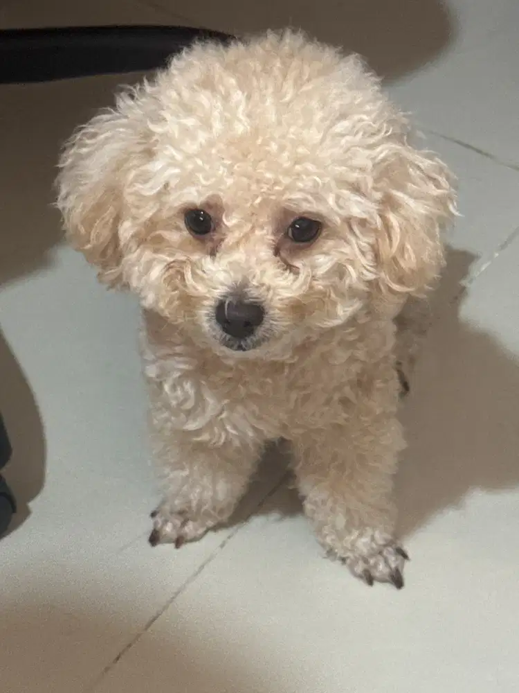 Jual anjing Ras Poddle