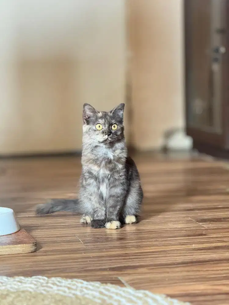 Mix breed scotish x persia