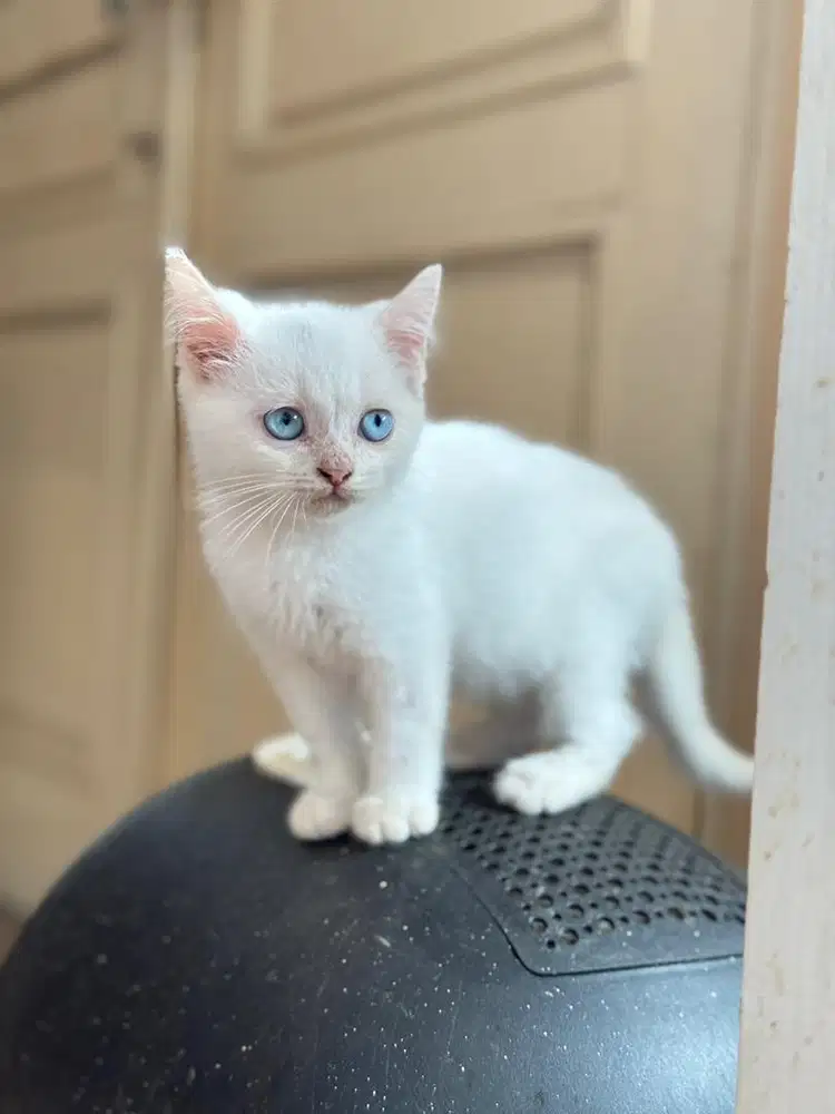 British shorthair white solid dominan kitten bsh pure line lilac