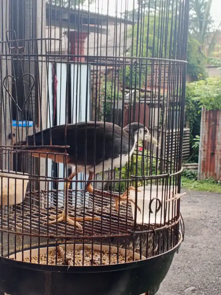 Sribombok peliharaan mulai kecil sama sangkare