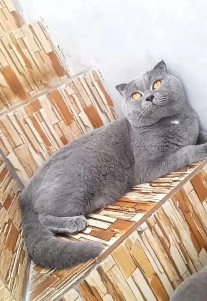 Pacak Scottish fold